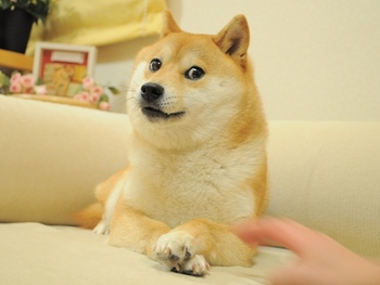 Original_Doge_meme